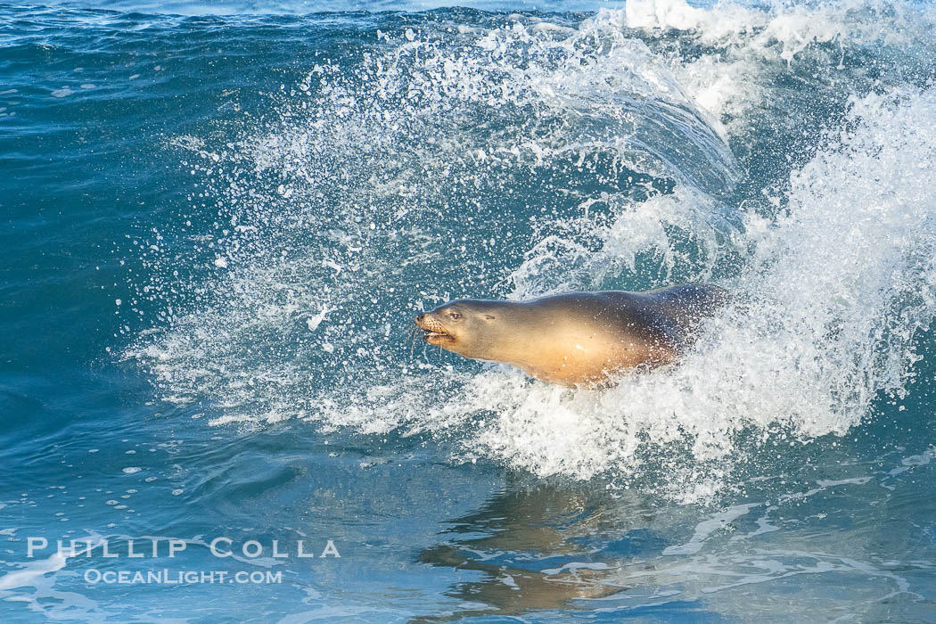 California sea lion surfing in a wave at La Jolla Cove, San Diego. USA, Zalophus californianus, natural history stock photograph, photo id 40089