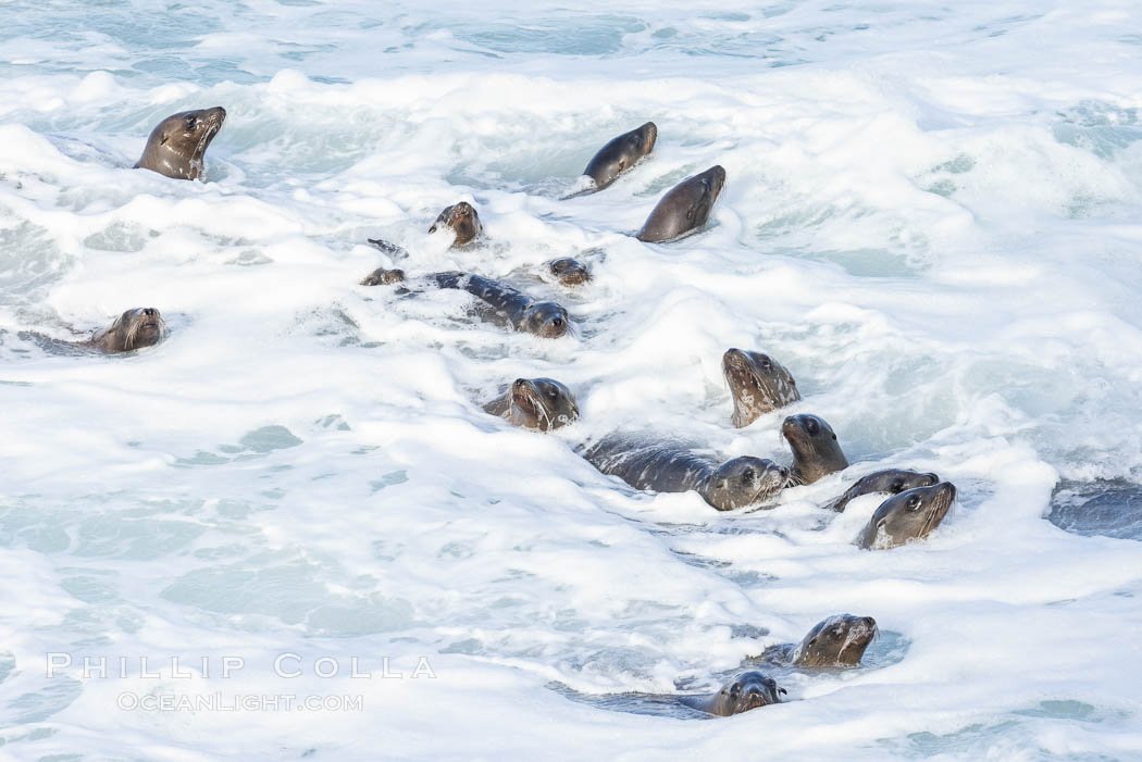Sea Lions in the Surf and Waves, La Jolla. California, USA, Zalophus californianus, natural history stock photograph, photo id 36805