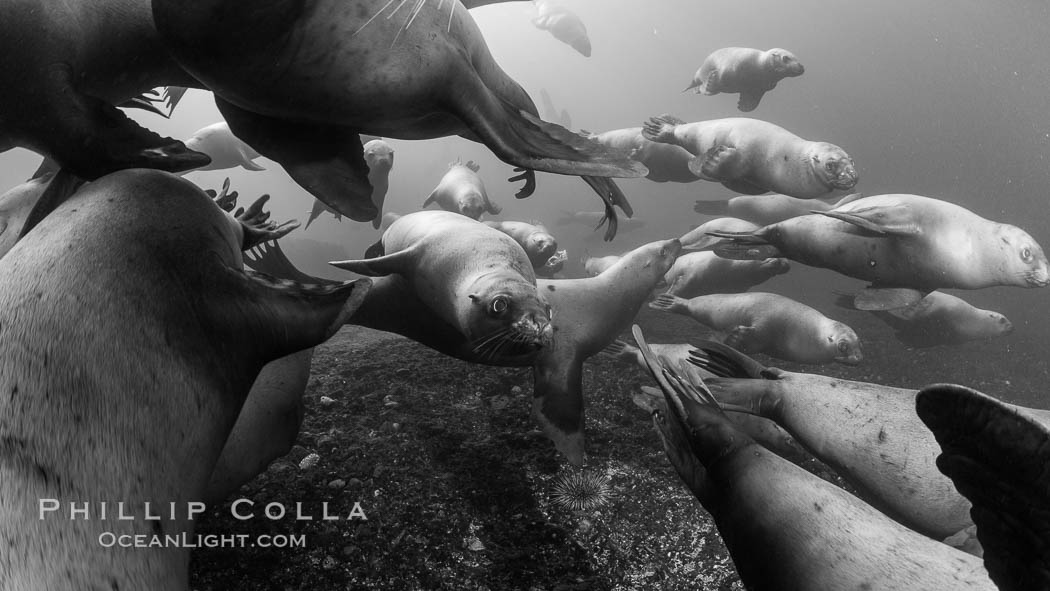 Steller sea lions underwater, black and white, Norris Rocks, Hornby Island, British Columbia, Canada, Eumetopias jubatus