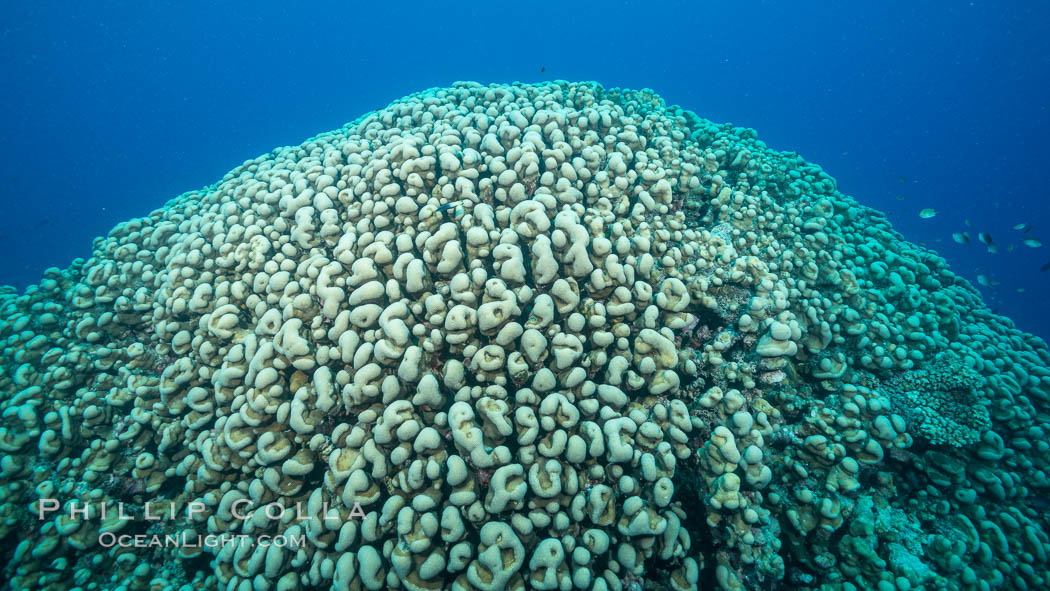 Stony Hard Corals On Pristine Fijian Coral Reef Nigali Passage Gau
