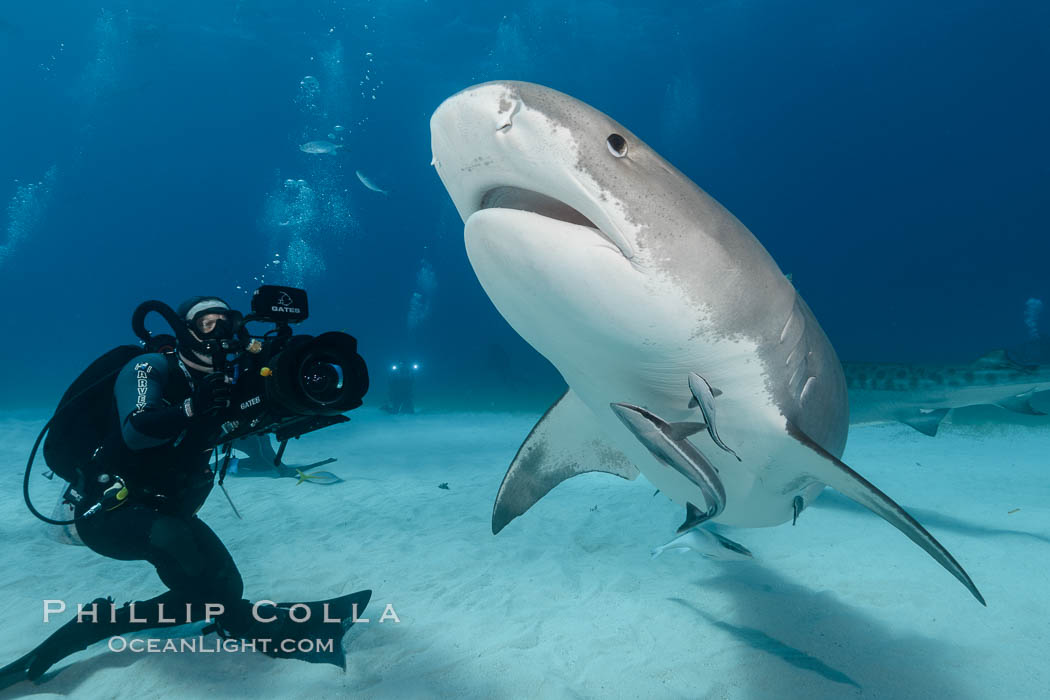 Tiger shark and underwater cameraman Jonathan Bird filming for television documentary. Bahamas, Galeocerdo cuvier, natural history stock photograph, photo id 31882