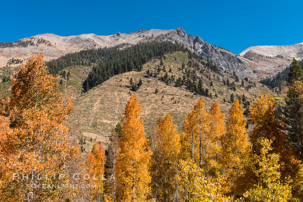 Aspens show fall colors in Mineral King Valley, part of Sequoia National Park in the southern Sierra Nevada, California. USA, natural history stock photograph, photo id 32294