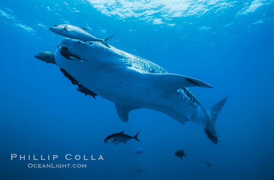 Galapagos Whale Shark