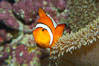 Percula Clownfish Photo, Stock Photograph of a Percula Clownfish ...