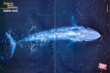 Blue Whale Aerial Spread
