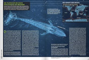 Welt Der Wunder, blue whale aerial
