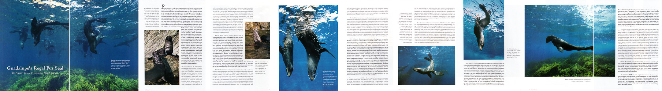 Ocean Realm Guadalupe Fur Seal Article