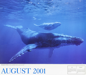 WWF Calendar, humpback whale