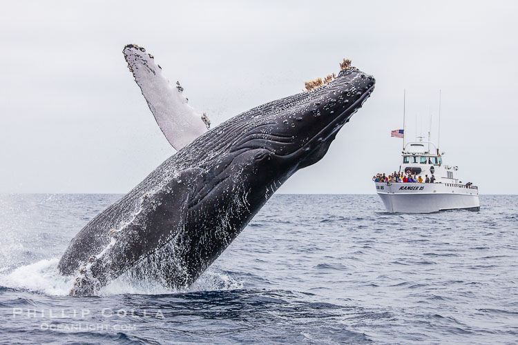 Humpback Whale, Photo