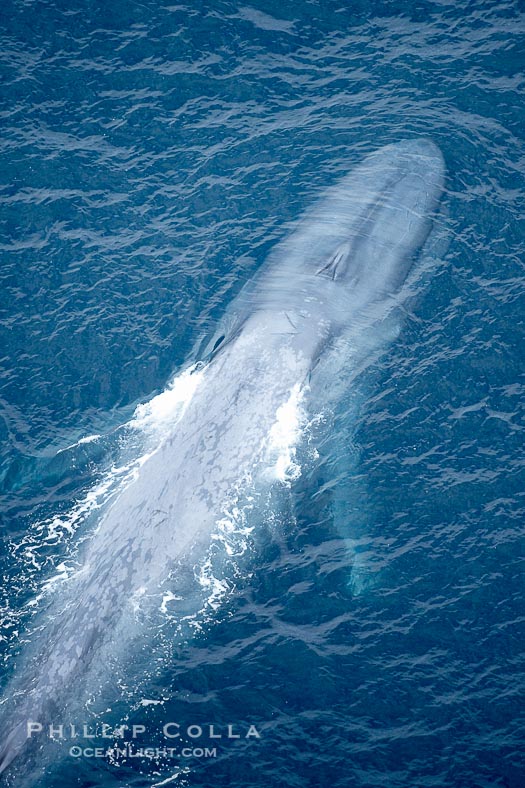 Blue Whale Aerial Photograph – Natural History Photography Blog