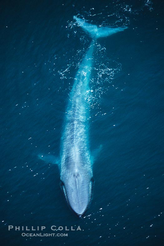 Blue Whale Aerial Photo – Natural History Photography Blog