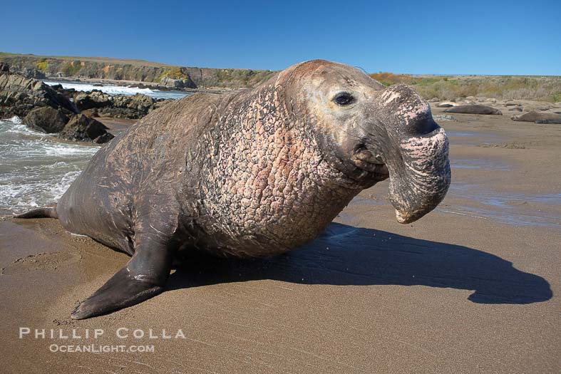 Elephant Seal – Natural History Photography Blog