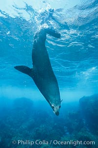 Guadalupe fur seal, adult male, resting underwater, Guadalupe Island, Arctocephalus townsendi, Mexico (E. Pacific), Guadalupe Island (Isla Guadalupe)