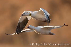 Snow goose bearing neck and leg research ID tags, in flight, Chen caerulescens, Bosque Del Apache, Socorro, New Mexico
