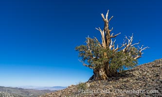 Pinus longaeva, Ancient Bristlecone Pine Forest, White Mountains, Inyo National Forest