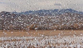 A flock of snow geese in flight, Chen caerulescens, Bosque Del Apache, Socorro, New Mexico