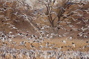 A flock of snow geese in flight, Chen caerulescens, Bosque Del Apache, Socorro, New Mexico