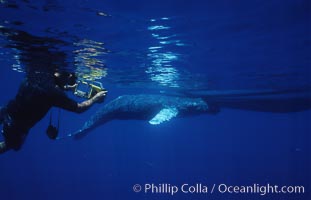 Humpback whale, abandoned calf alongside UH research boat, UH research diver visible, Megaptera novaeangliae, Maui