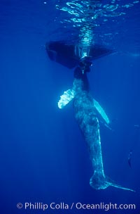 Humpback whale, abandoned calf alongside Hawaii Whale Research Foundation research boat. This young calf lived only a few days after being abandoned or separated from its mother, and was eventually attacked by tiger sharks, Megaptera novaeangliae, Maui