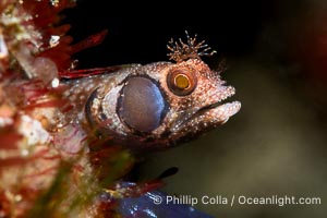 Acanthemblemaria crockeri, Brown-cheek barnacle-blenny, Islas San Lorenzo, Sea of Cortez, Acanthemblemaria crockeri