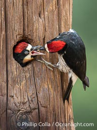 Acorn Woodpecker Adult Feeding Chick at Nest, Lake Hodges, San Diego, California