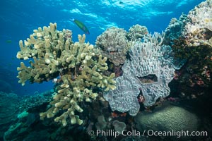 Acropora and Sarcophyton corals on Tropical reef, Fiji. Acropora coral (left) and Leather Coral (right), Sarcophyton, Vatu I Ra Passage, Bligh Waters, Viti Levu  Island