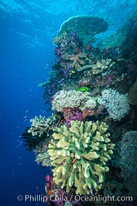 Acropora coral (foreground) on South Pacific Coral Reef, Fiji, Namena Marine Reserve, Namena Island