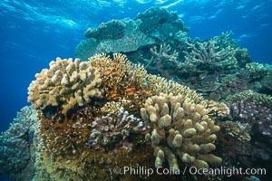 Acropora coral (foreground) on South Pacific Coral Reef, Fiji, Vatu I Ra Passage, Bligh Waters, Viti Levu  Island