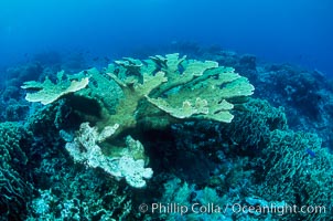 Staghorn coral on pristine Fijian coral reef, Acropora palifera, Wakaya  Island, Lomaiviti Archipelago