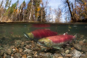 A sockeye salmon swims in the shallows of the Adams River, with the surrounding forest visible in this split-level over-under photograph, Oncorhynchus nerka, Roderick Haig-Brown Provincial Park, British Columbia, Canada