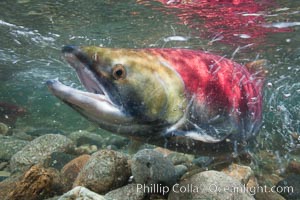 Adams River sockeye salmon.  A female sockeye salmon swims upstream in the Adams River to spawn, having traveled hundreds of miles upstream from the ocean, Oncorhynchus nerka, Roderick Haig-Brown Provincial Park, British Columbia, Canada