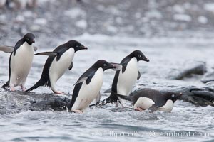 Adelie penguins rush into the water en masse, from the cobblestone beach at Shingle Cove on Coronation Island, Pygoscelis adeliae