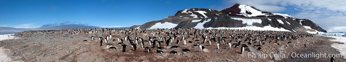 Panorama of adelie penguins at Paulet Island, Pygoscelis adeliae