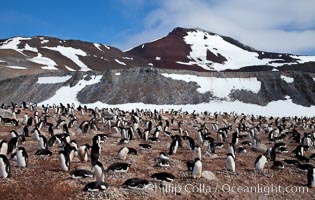 Adelie penguins, nesting, part of the enormous colony on Paulet Island, with the tall ramparts of the island and clouds seen in the background. Adelie penguins nest on open ground and assemble nests made of hundreds of small stones, Pygoscelis adeliae