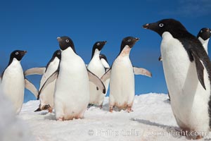 A group of Adelie penguins, on packed snow, Pygoscelis adeliae, Paulet Island