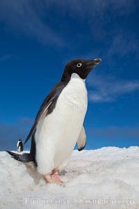 A cute, inquisitive Adelie penguin poses for a portrait while standing on snow, Pygoscelis adeliae, Paulet Island