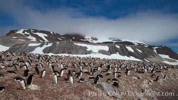 Adelie penguins, nesting, part of the enormous colony on Paulet Island, with the tall ramparts of the island and clouds seen in the background.  Adelie penguins nest on open ground and assemble nests made of hundreds of small stones, Pygoscelis adeliae