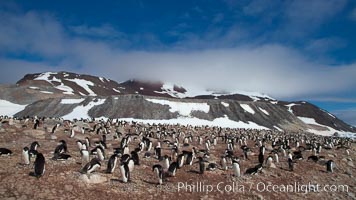 Adelie penguins, nesting, part of the enormous colony on Paulet Island, with the tall ramparts of the island and clouds seen in the background.  Adelie penguins nest on open ground and assemble nests made of hundreds of small stones, Pygoscelis adeliae