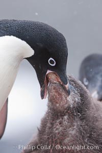 Adelie penguin, adult feeding chick by regurgitating partially digested food into the chick's mouth.  The pink food bolus, probably consisting of krill and marine invertebrates, can be seen being between the adult and chick's beaks, Pygoscelis adeliae, Shingle Cove, Coronation Island, South Orkney Islands, Southern Ocean