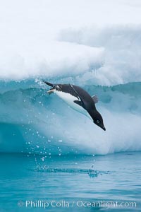 Adelie penguin leaping off an iceberg into the ocean, Pygoscelis adeliae, Brown Bluff