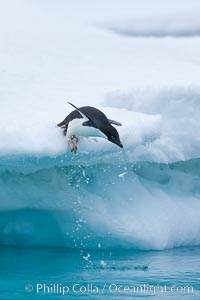 Adelie penguin leaping off an iceberg into the ocean, Pygoscelis adeliae, Brown Bluff