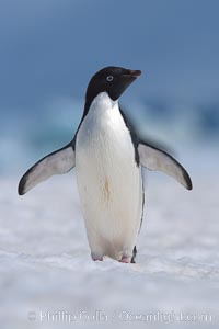 Adelie penguin walking on snow pack, Pygoscelis adeliae, Paulet Island