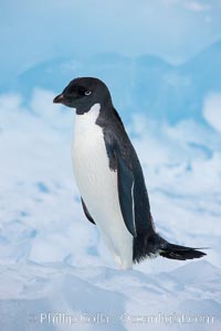 Adelie penguin, standing on a white iceberg, Pygoscelis adeliae, Paulet Island