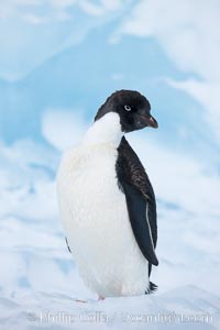 Adelie penguin, standing on a white iceberg, Pygoscelis adeliae, Paulet Island