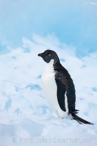 Adelie penguin, standing on a white iceberg, Pygoscelis adeliae, Paulet Island