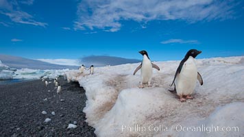 Adelie penguins navigate a well-worn path in the snow above a cobblestone beach, Pygoscelis adeliae, Paulet Island