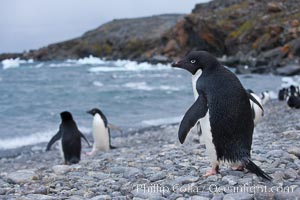 Adelie penguin walking across a beach to go out to sea, Pygoscelis adeliae, Shingle Cove, Coronation Island, South Orkney Islands, Southern Ocean