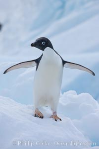 Adelie penguin, Pygoscelis adeliae, Paulet Island