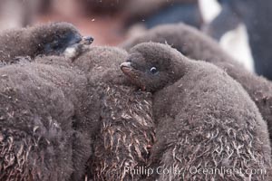 Adelie penguin chicks, huddle together in a snowstorm for warmth and protection.  This group of chicks is known as a creche, Pygoscelis adeliae, Shingle Cove, Coronation Island, South Orkney Islands, Southern Ocean