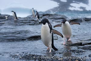 Adelie penguins, Shingle Cove, Pygoscelis adeliae, Coronation Island, South Orkney Islands, Southern Ocean